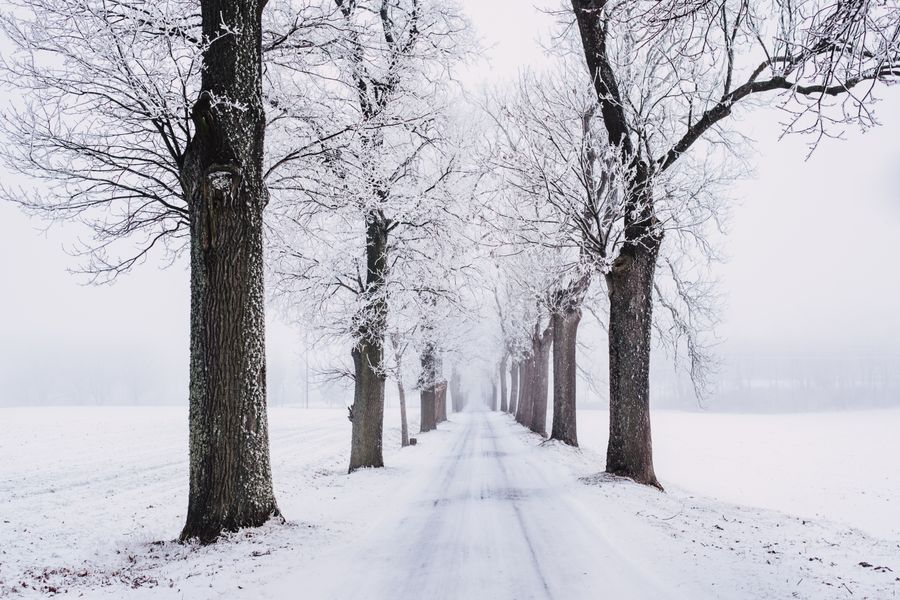 Frost-covered trees lining a snow-dusted lane under a pale winter sky
