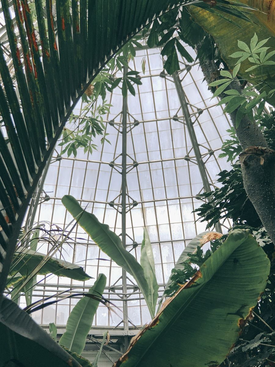 Glass greenhouse dome above tropical palm leaves in humid air