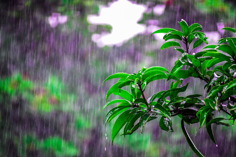 Rain falling on glossy green leaves with water droplets